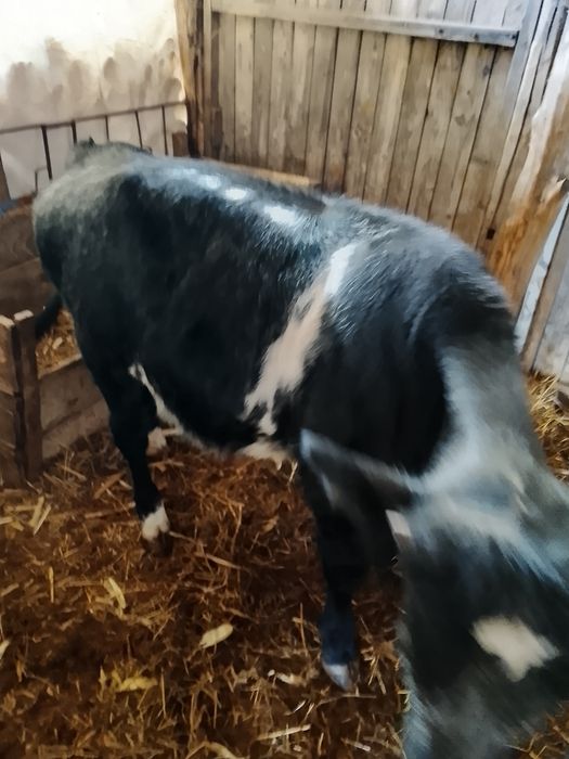 Vând vițel belgian