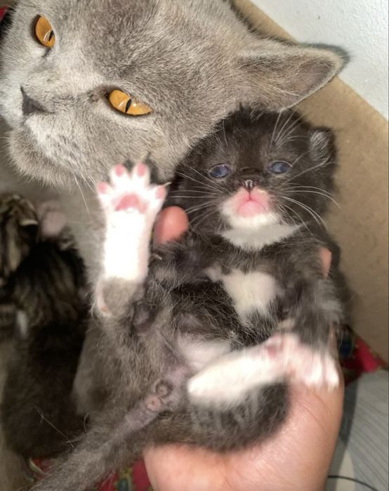 Скотиш страйт мушукчалар