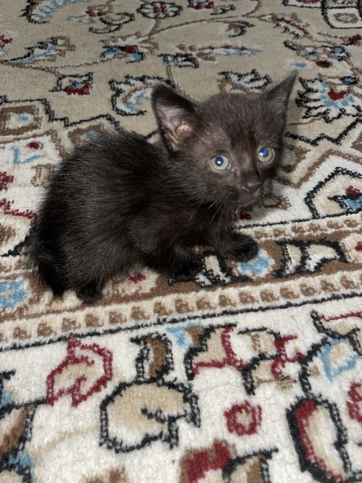 Котята мальчики месяц серый и черный