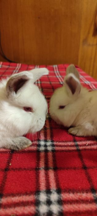 Крольчата беленькие
