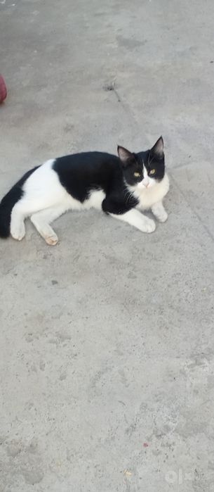 Zotli mushuklar rangli