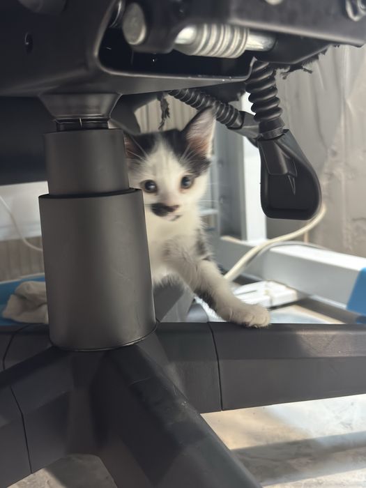 Отдам котят в доьрые руки
