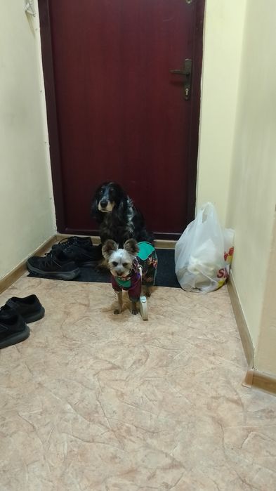 Передержка домашних любимцев