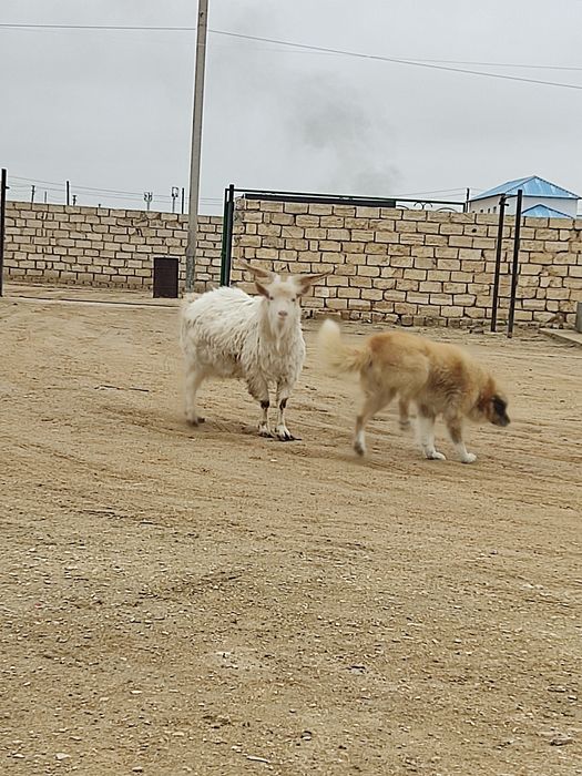 Занен. Теке.  Коза, Козел