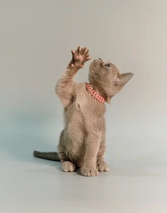 Котята Европейской Бурмы