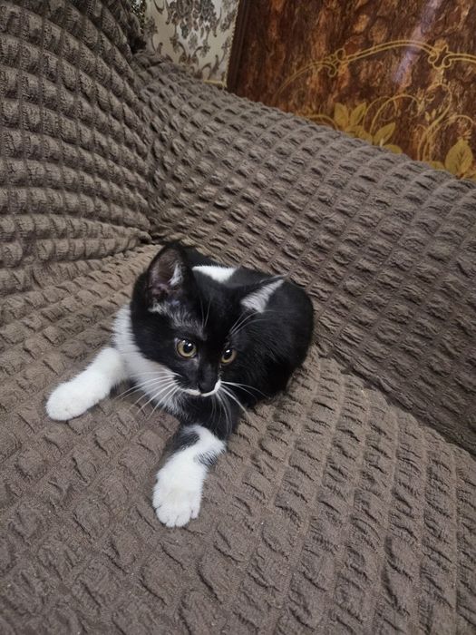 Отдам в хорошие руки котёнка, прирученный к лотку.