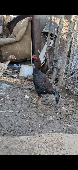 Дакан кораз сатылады