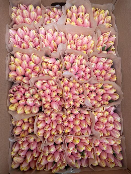 Тюльпаны Беларусь