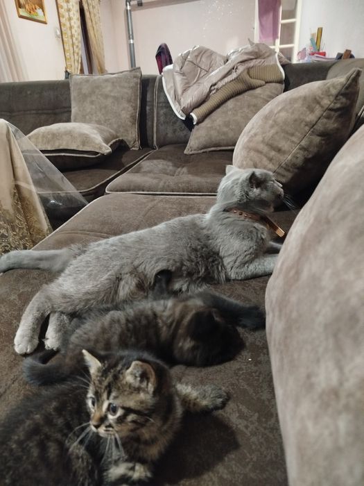 Яхши акилли мушукчалар