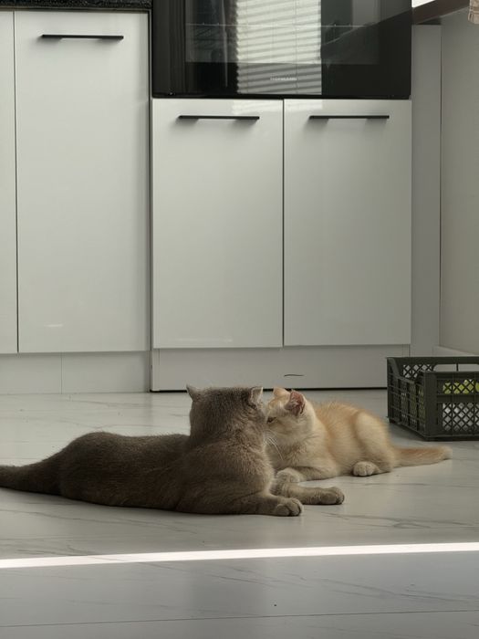 Mushuk sotiladi malochniy /1 ta o’gil