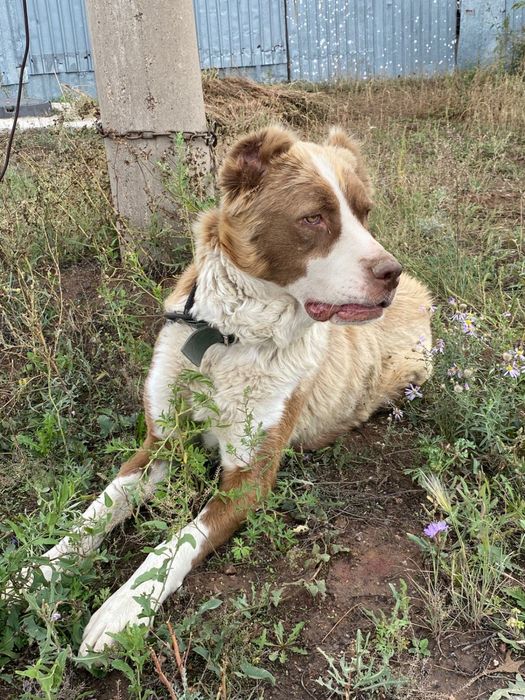 Чистокровные щенки алабая