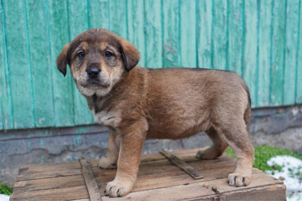 Бебета кученца търсят дом!