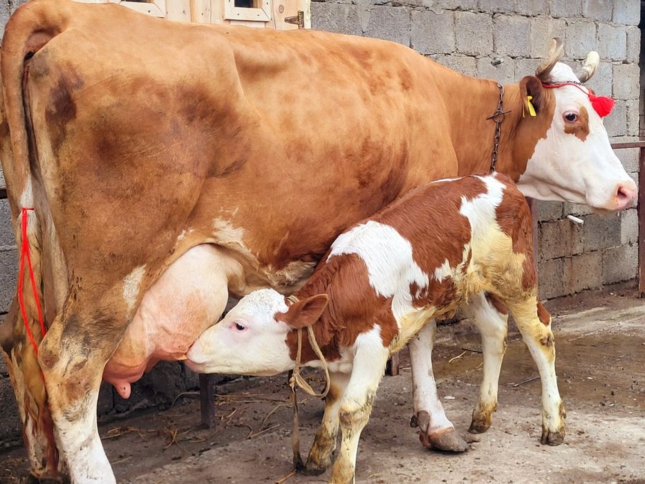 Vaca baltata cu vitica