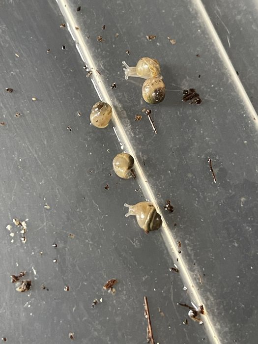 Ulitkala sotiladi radashka fulika albinosla