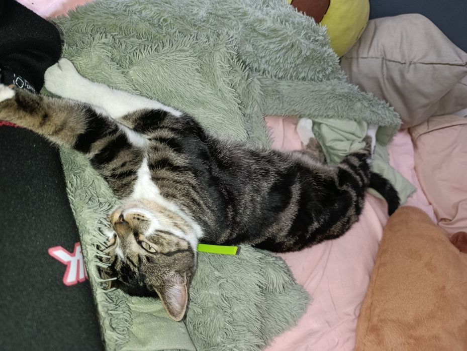 Британский мраморный кот