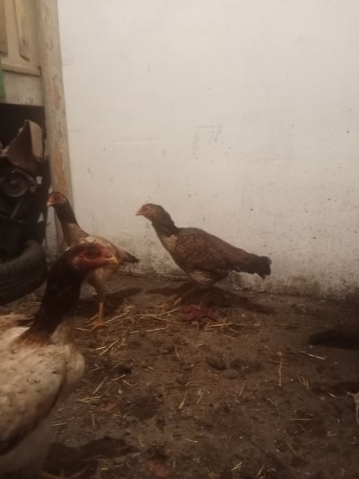 Дакан куритца 2года