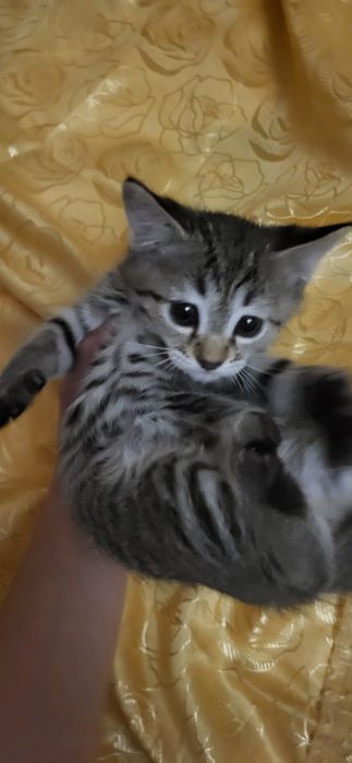 Подарю двух котят