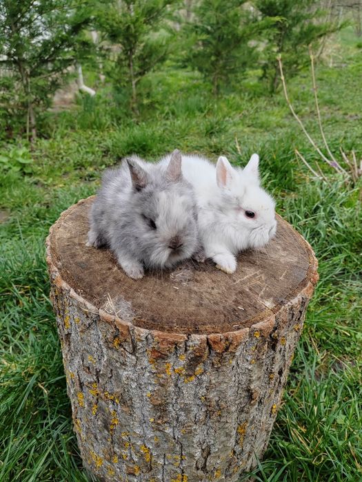 Vând iepuri cap de leu rasă pură