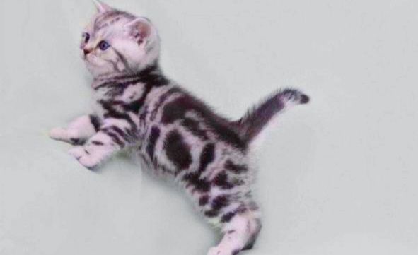 Мальчики и девочки шотландские прямоухие