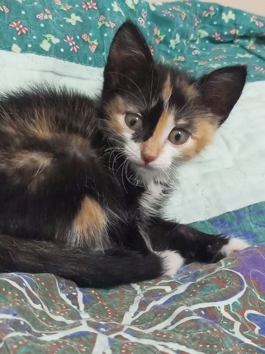 Котенок домашний за  999