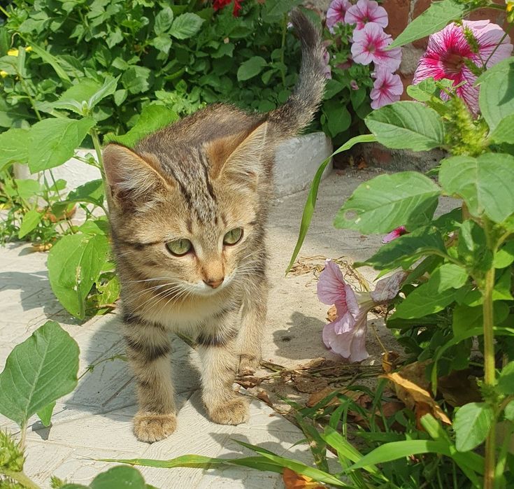 Котята, 4 месяца в добрые руки!!