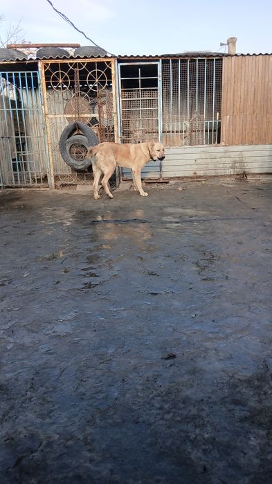 Продам щенка годик.