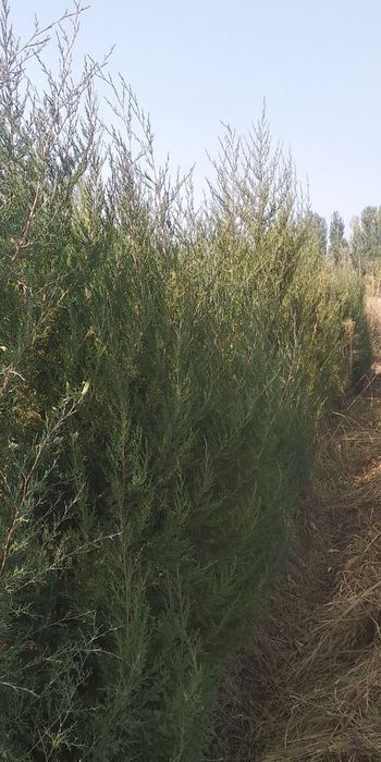 Арча ва Арча кучатлари сотилади оптом