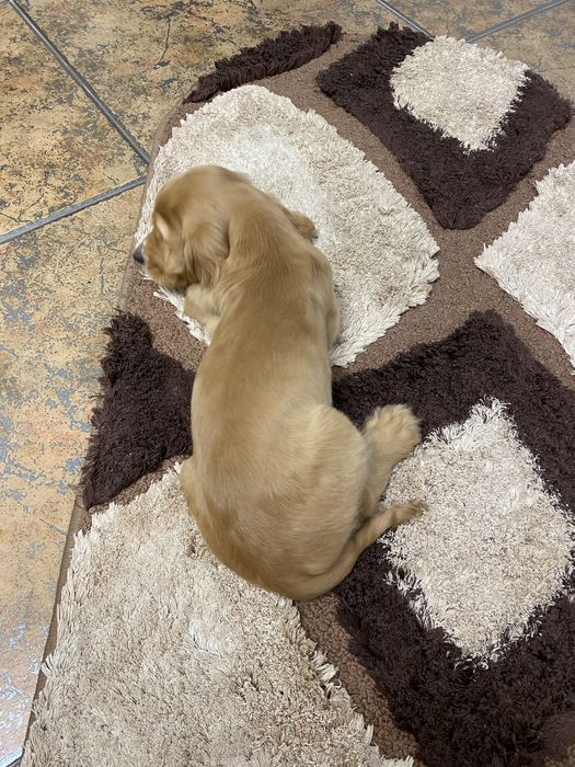 Cocker Spaniel Auriu baietel 2 luni