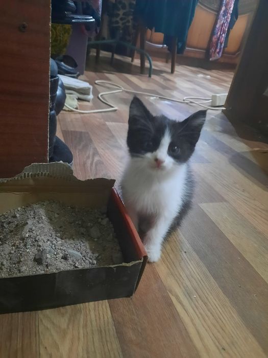 Отдам в хорошие руки