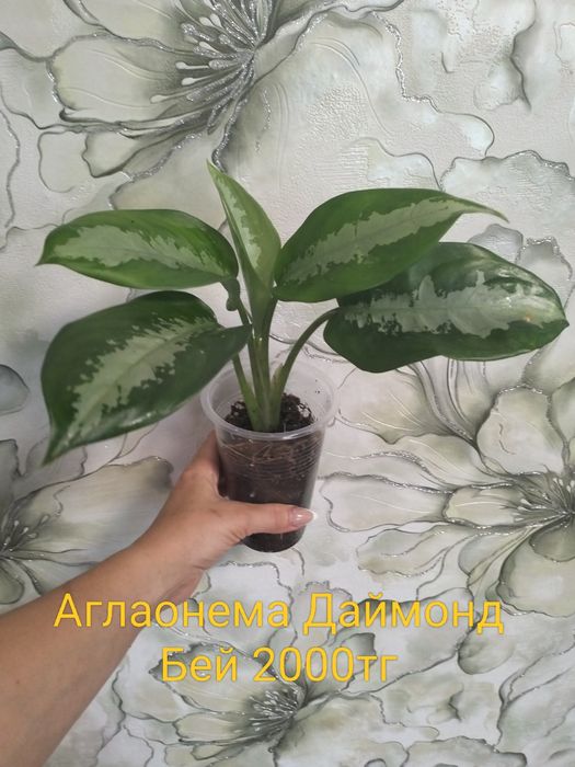 Продам комнатные цветы