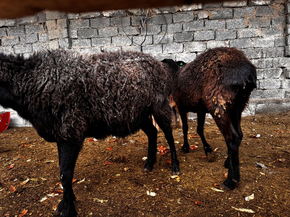 Husori qoylar sotiladi