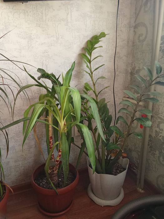 Гул драценна доллар,Юкка,