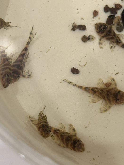 Номерные сомы L 333 Gold