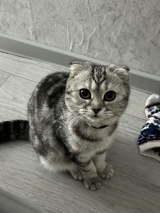 Кошка шотландский вислоухий