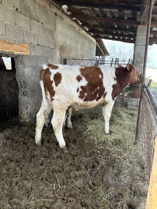 Vand tauras de 11 luni