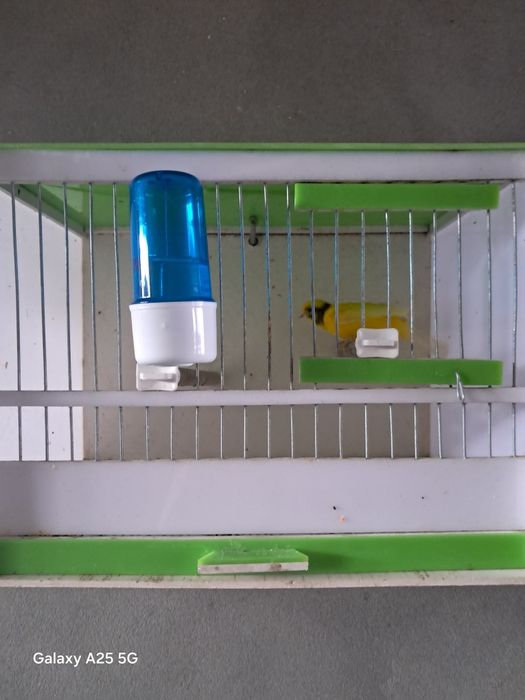 Kanareyka  idishi bilan