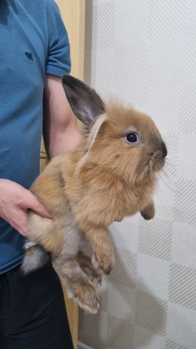 Продаётся кролик