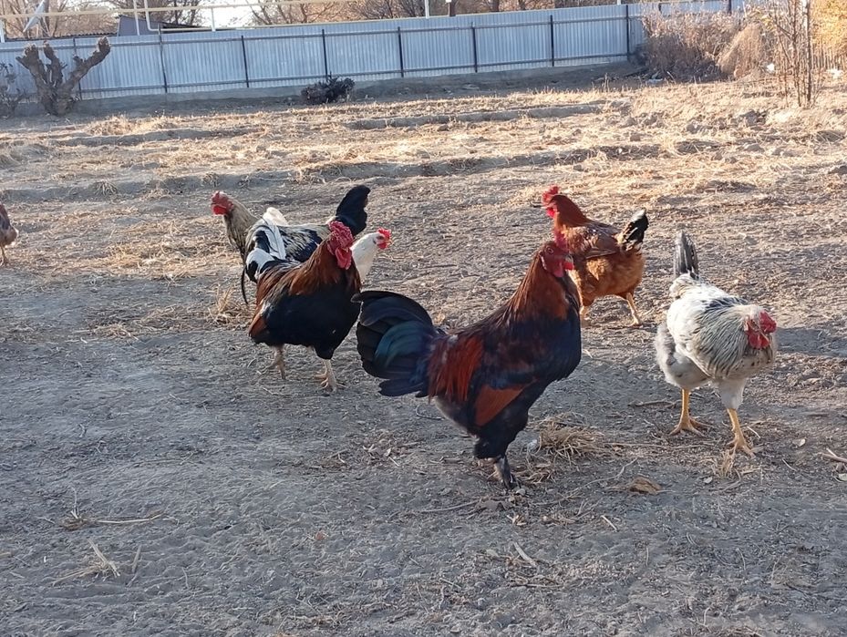 Әтеш сатамын 5000