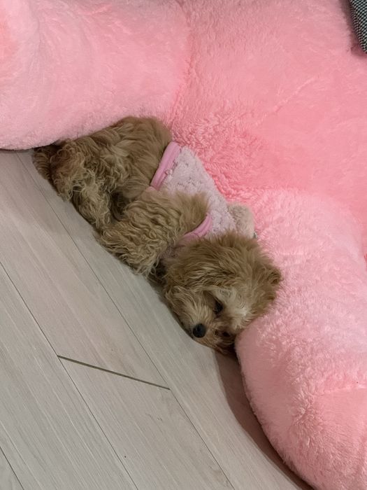 продам той пуделя