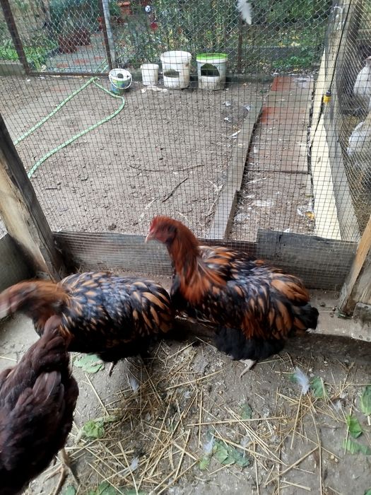 Vânzare iepuri și cocosi