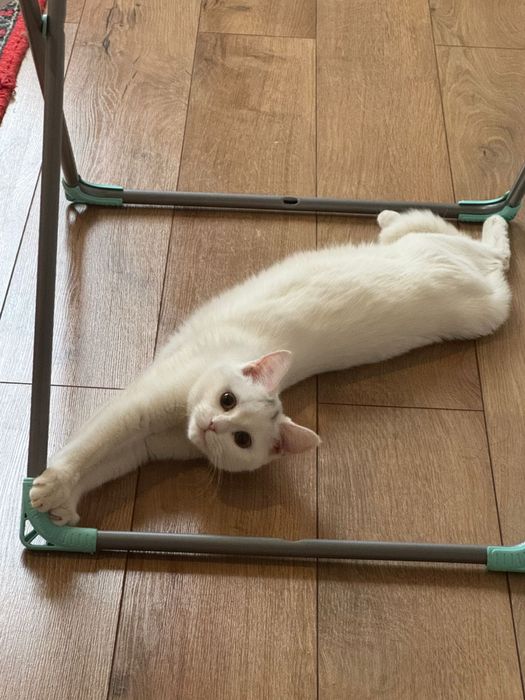 Отдам котенка, девочка