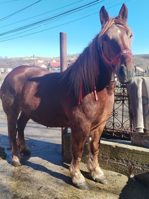 Mânză  de vanzare