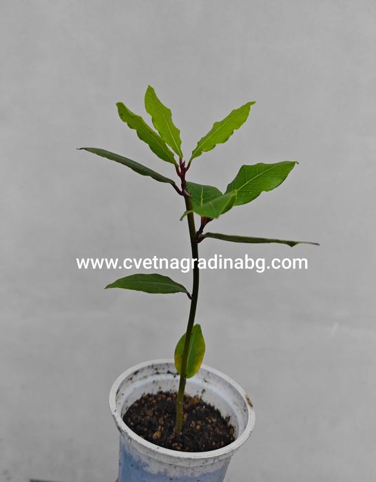 Дафинов лист - пикирани в кофички