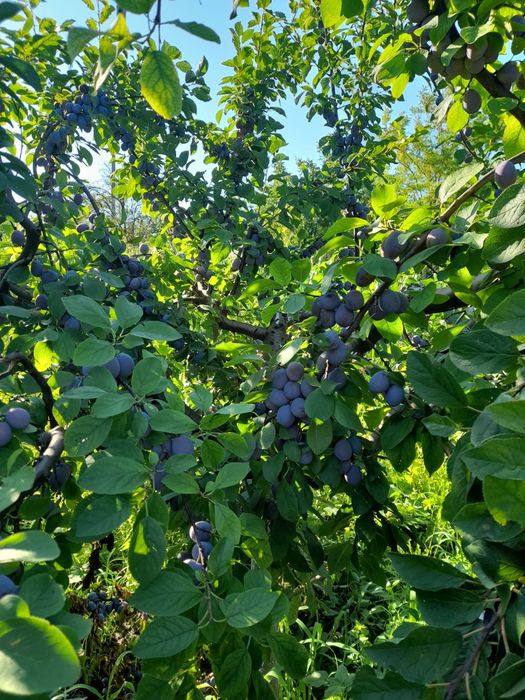 Vând prune, preț 8 lei/kg