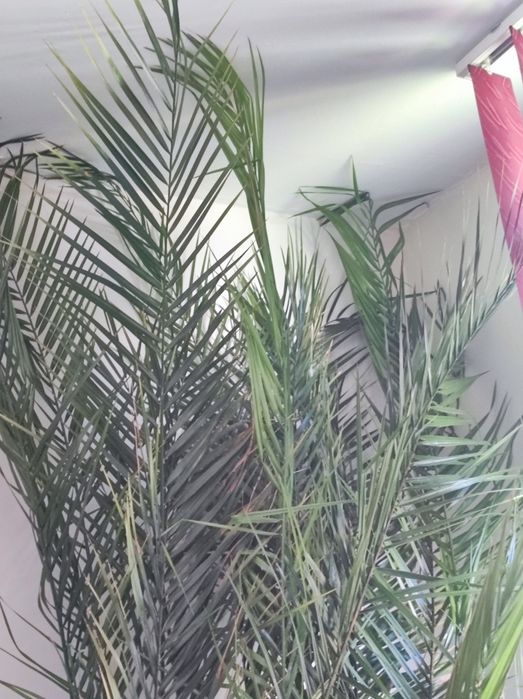 Финикова Палма    много голяма