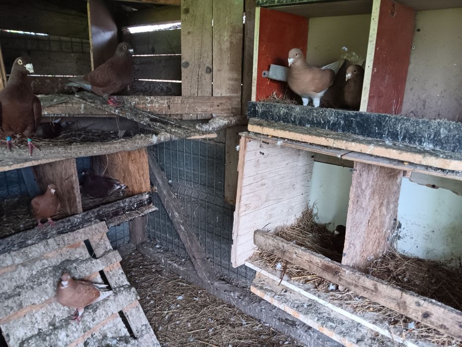 Porumbei rosii de bucuresti