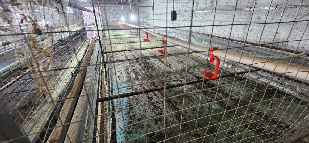 Broller boqish uchun qavaslar