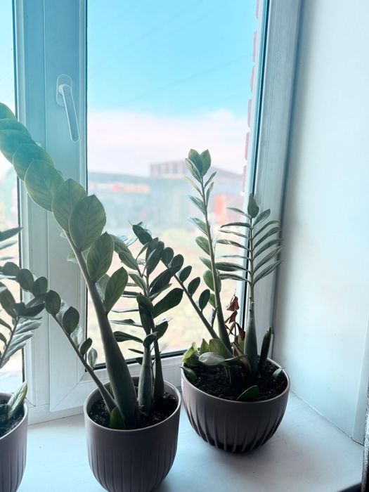 Долларовое дерево