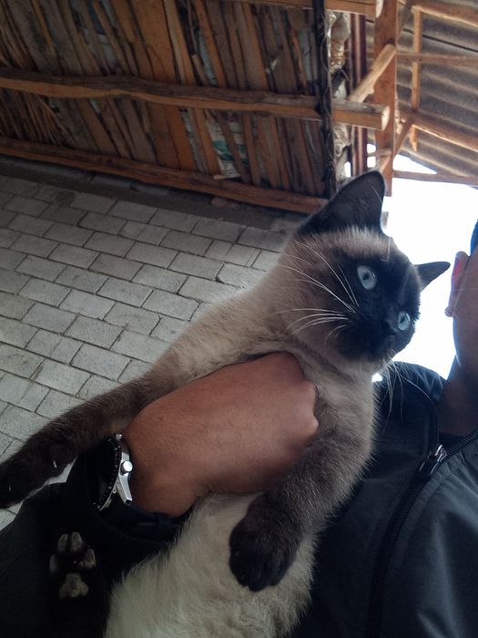 Siam mushugi hali yosh