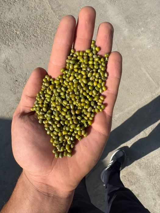 Продам рис Нут фасоль Маш